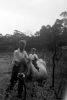 Neville McGrath with son Ian on a cow